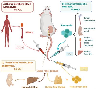 Humanized Mouse Models for the Study of Periodontitis: An Opportunity to Elucidate Unresolved Aspects of Its Immunopathogenesis and Analyze New Immunotherapeutic Strategies